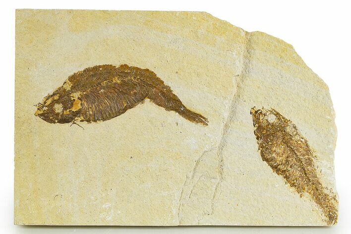 Detailed Fossil Fish (Knightia) - Wyoming #320166